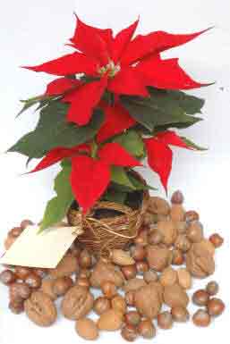 Poinsettia plant arrangement