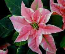 Pink Poinsettia