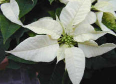 White Poinsettia