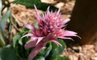 Urn Plant