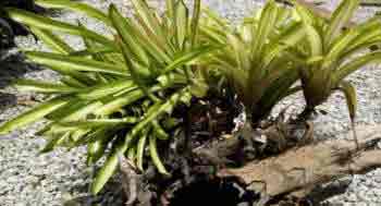 Bromeliads growing on a log