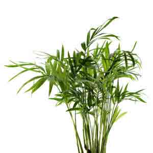 Chamaedorea  palm tree