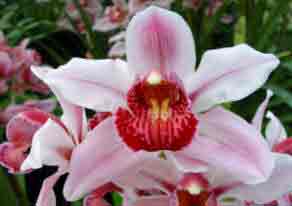 The Boat Orchid - Cymbidium
