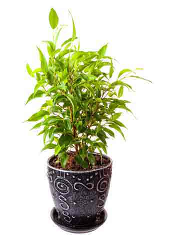 Ficus benjamina - the weeping fig