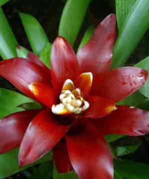 Guzmania