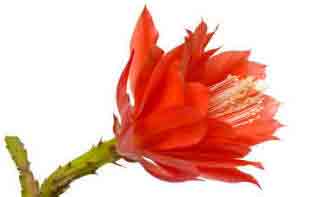 Epiphyllum flower indoor plant