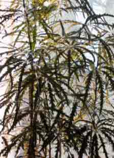 Dizygotheca elegantissima indoor plant