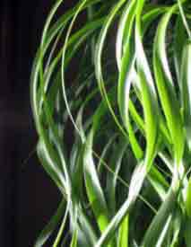 Ponytail Palm or Elephants foot plant - indoor.