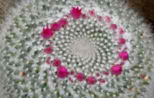Mammillaria as a houseplant indoors