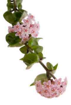 The Wax Plant - Hoya Bella