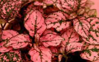 Hypoestes - Polka Dot Plant indoors