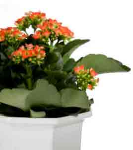 Flaming Katy - The Kalanchoe