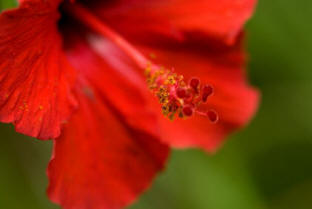 The tender Hibiscus for indoors