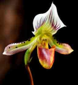 Lady's Slipper Orchid