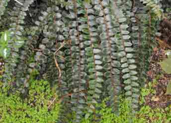 The Button Fern