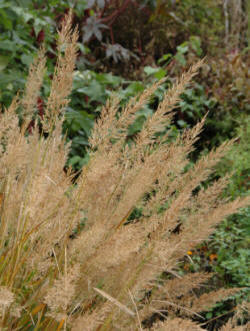 Calamagrostis brachytrica - Autumn