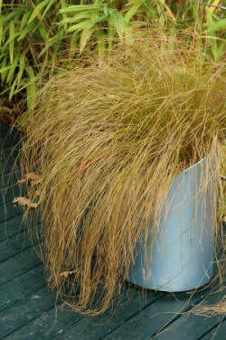 Carex Comans in Container