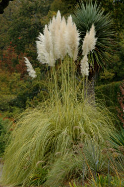 Golden leaved Pampas Grass - Cortaderia selloana Aureolineata.