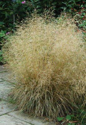 Deschampsia cespitosa Goldtau - or Golden Dew. An ornamental grass.