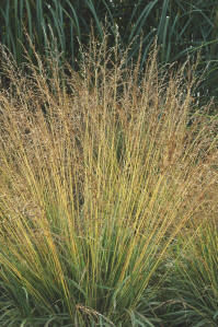 Molinia_caerulea_subsp_caerulea_Variegata