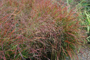 Panicum virgatum 'Hanse Herms'. Red Autumn foliage