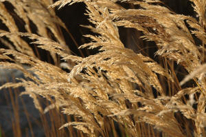 Stipa calamagrostis - Pheasant Grass