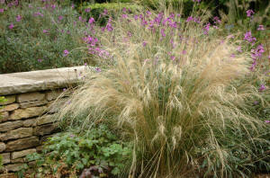 Stipa tenuissima - Pony Tail Grass.