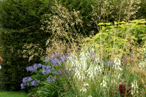 Stipa gigantea in mid summer - The Giant Oat