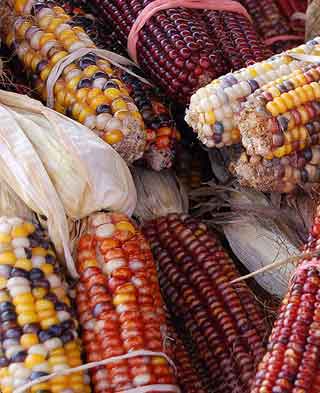 Ornamental cobs of sweet corn Zea Mays