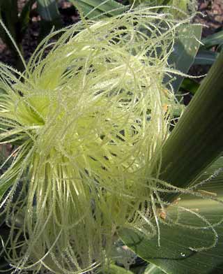 Zea Mays silks or Tassles on corn cobs