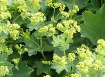 Alchemilla mollis foliage and flowers