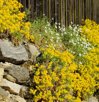 Alyssum - Aurinia saxatilis growing on drystone wall