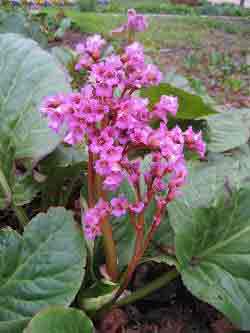 Bergenia cordifolia - Pink flowers evergreen perennial