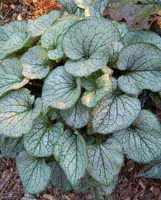 Brunnera Jack frost