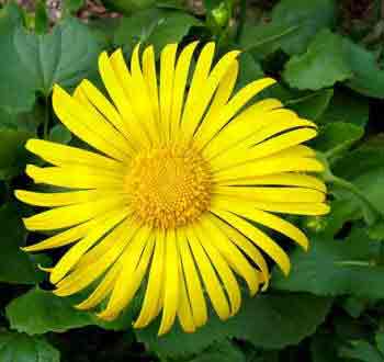 Doronicum orientale - Leopards Bane.