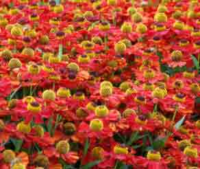 Heleniums are great for the herbaceous border