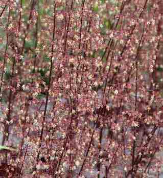 Heuchera Plum Pudding