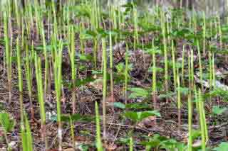 File:Young Lilies of the Valley 492314355.jpg