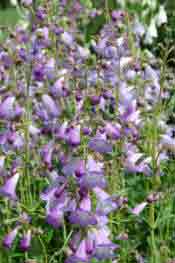 Penstemon Alice Hindley