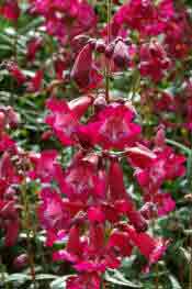 Penstemon Port Wine