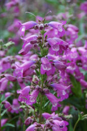 Penstemon Sour Grapes