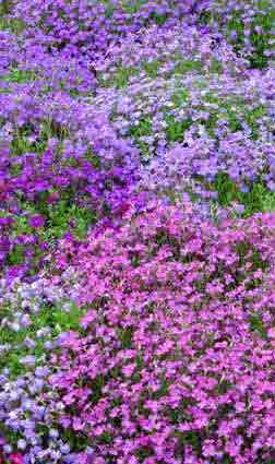 A Carpet of multi coloured Aubrieta