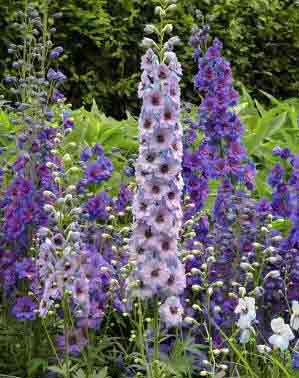 Assorted delphiniums