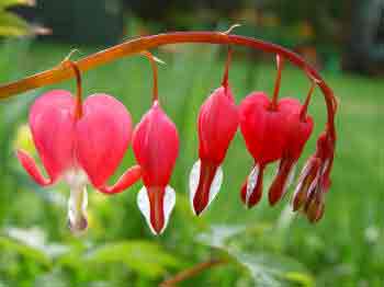 Bleeding Heart Plant flowers