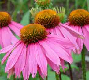 Echinacea - a herbaceous perennial