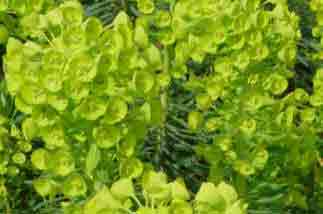 Euphorbia characias Lambrook Gold