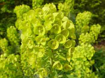 Euphorbia characias subsp wulfenii