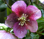 Pink speckled Helleborus orientalis flower