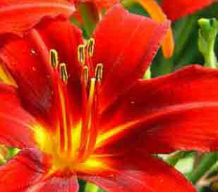 Hemerocallis Orange Rust - Daylily flowers