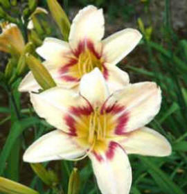 Hemerocallis Luxury Lace - Daylily